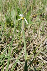 Sisyrinchium albidum