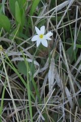 Sisyrinchium albidum