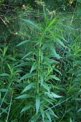 Solidago