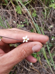 Lithophragma bolanderi