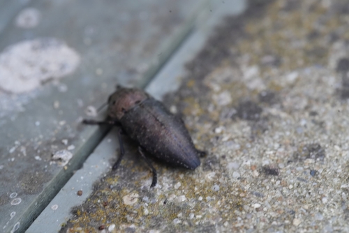 Capnodis tenebricosa