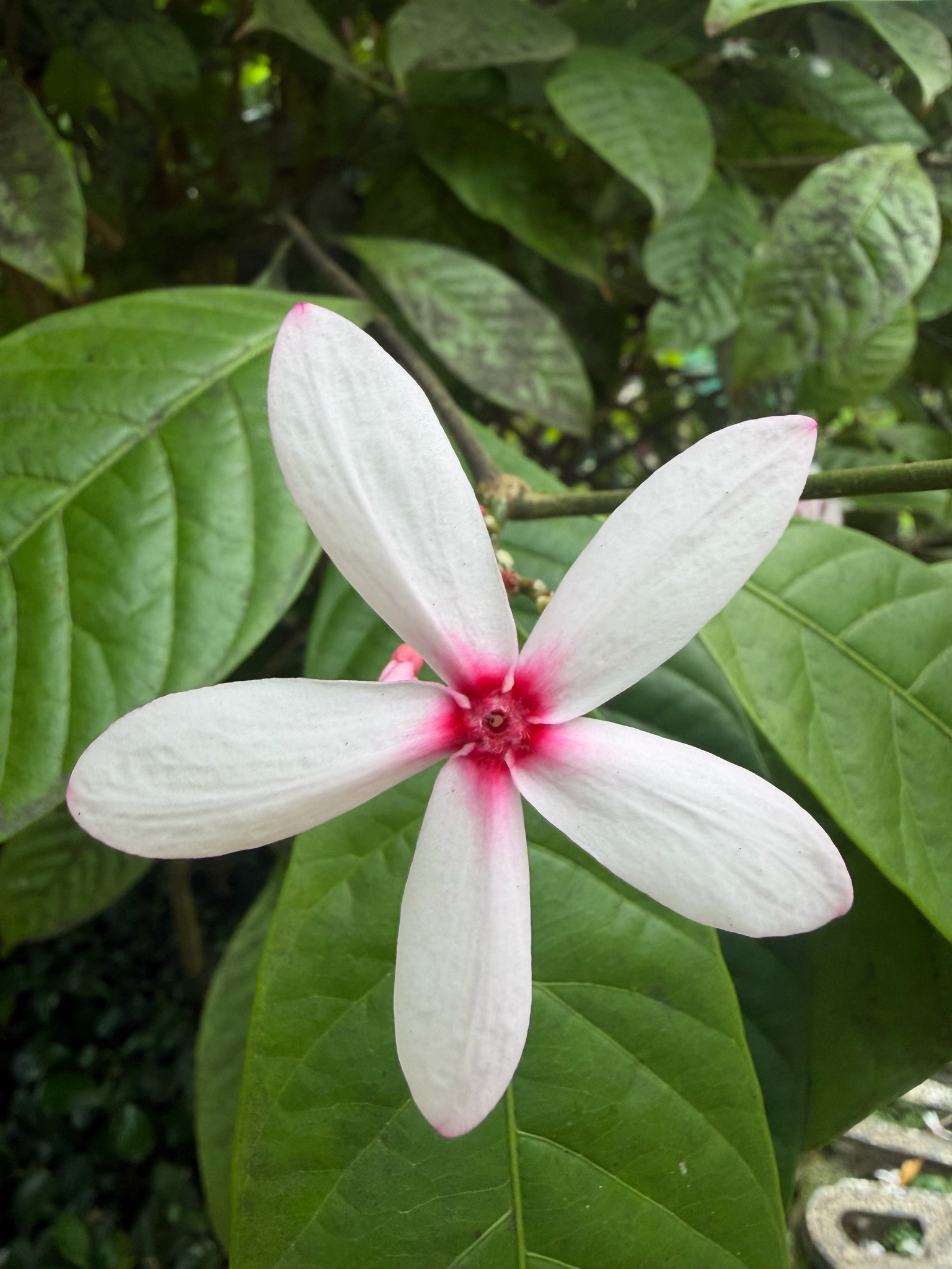 Kopsia fruticosa (Kopsia fruticosa)