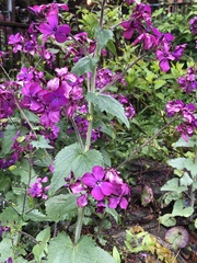 Lunaria