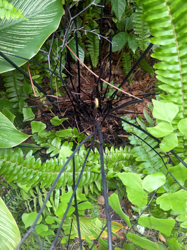 Adiantum trapeziforme, photograph 3