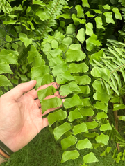 Adiantum trapeziforme, photograph (c) insect ID, some rights reserved (CC BY)