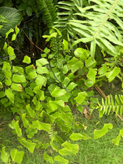 Adiantum trapeziforme, photograph (c) insect ID, some rights reserved (CC BY)