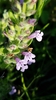 Reverchon's False Pennyroyal - Photo (c) Eric Keith, some rights reserved (CC BY-NC), uploaded by Eric Keith