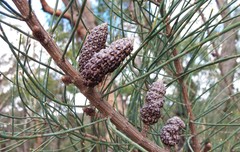 Allocasuarina muelleriana