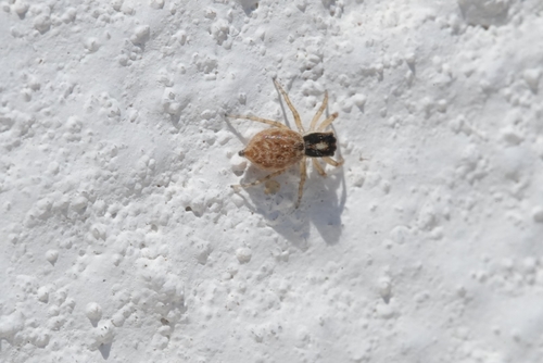 Half-edged Wall Jumping Spider