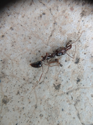 Odontomachus monticola