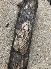 Prionoxystus robiniae