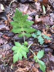 Hydrophyllum macrophyllum