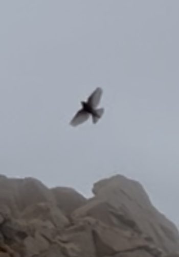 iNaturalist observation photo of Gray-crowned Rosy-Finch