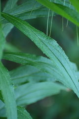 Solidago