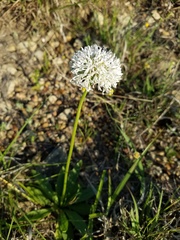 Marshallia caespitosa