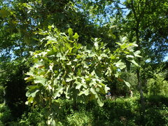 Quercus similis
