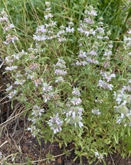 Monarda pectinata, photograph author not stated, no rights reserved