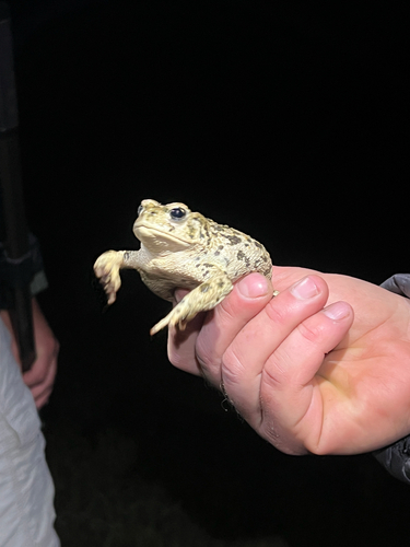 iNaturalist observation photo of Western Toad