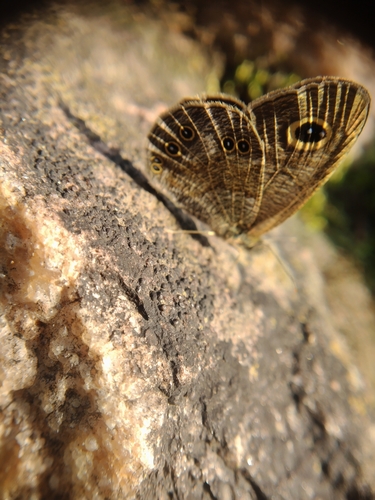 Common Fivering