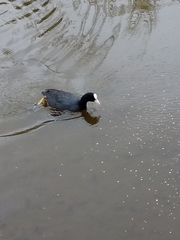 Fulica atra