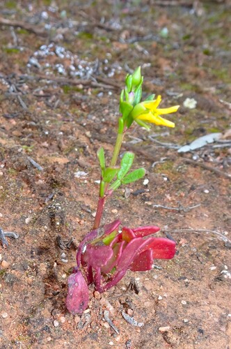 Roepera halophila