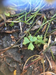Hydrocotyle tripartita