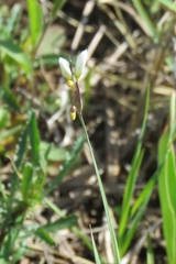 Sisyrinchium albidum