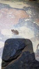 Litoria coplandi
