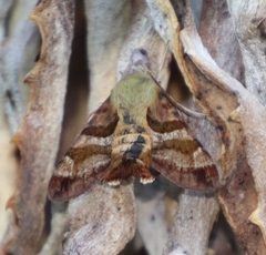 Macroglossum trochilus trochilus