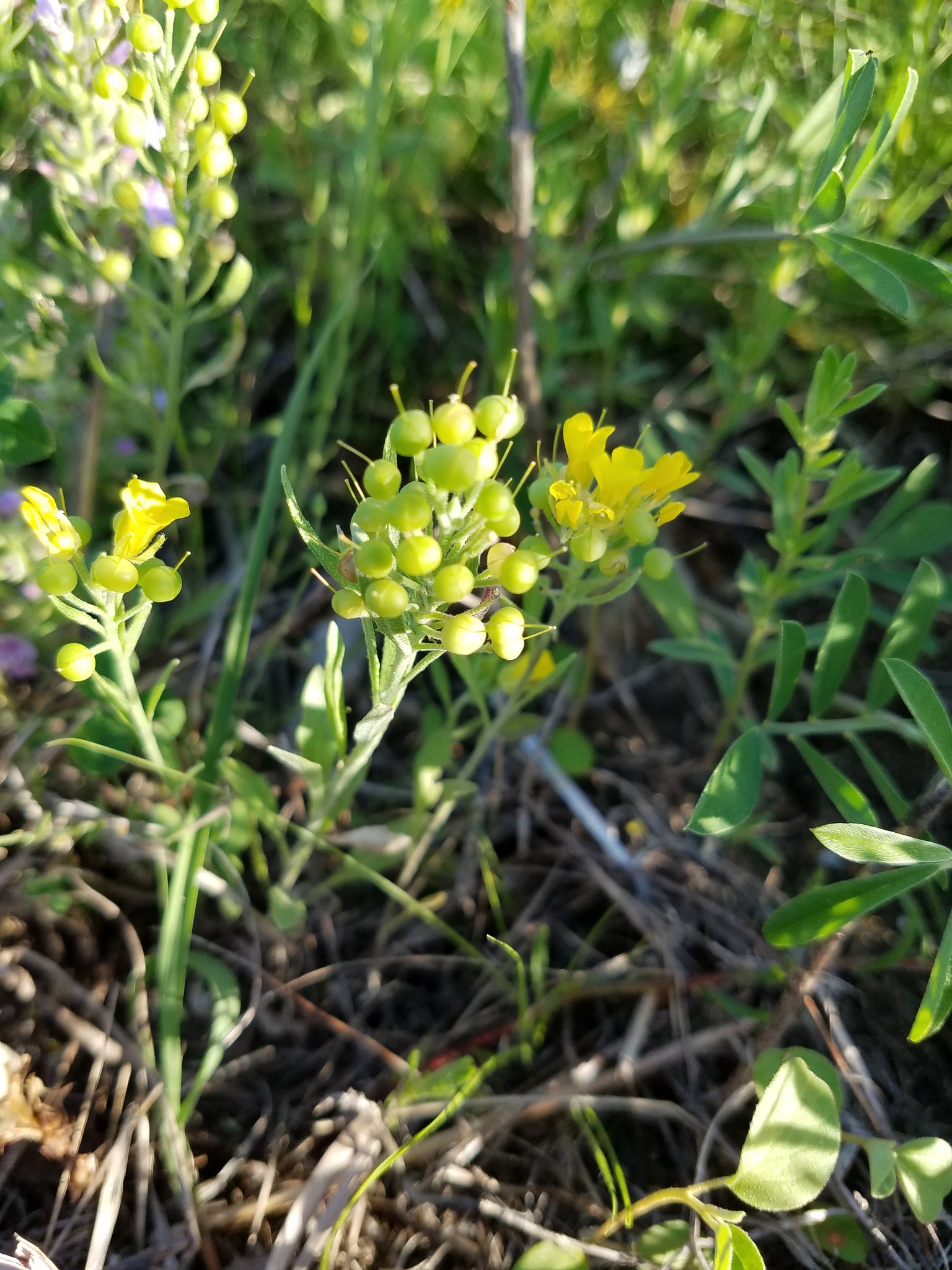 Physaria densiflora