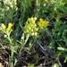 Denseflower Bladderpod - Photo (c) Eric Keith, some rights reserved (CC BY-NC), uploaded by Eric Keith