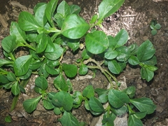 Magnoliopsida
