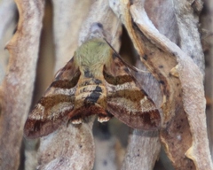 Macroglossum trochilus trochilus