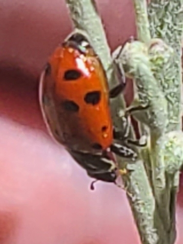 iNaturalist observation photo of Convergent Lady Beetle
