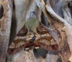 Macroglossum trochilus trochilus