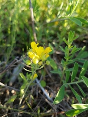 Physaria densiflora