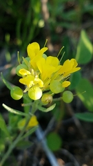Physaria densiflora