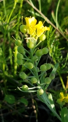 Physaria densiflora