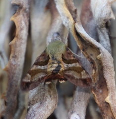 Macroglossum trochilus trochilus
