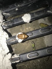 Amphimallon solstitiale