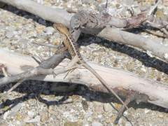 Sceloporus siniferus