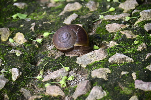 Hemiplecta distincta, 2026-06-13