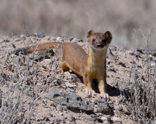 Long-tailed Weasel