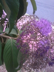 Callicarpa nudiflora
