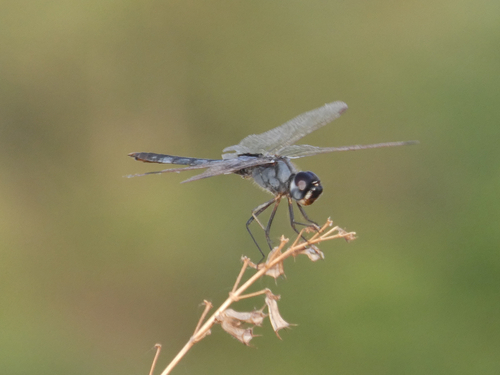 Blue Basker