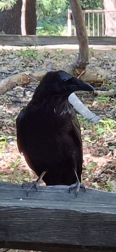 iNaturalist observation photo of Common Raven