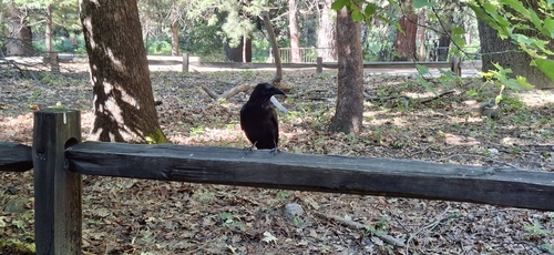 iNaturalist observation photo of Crows and Ravens