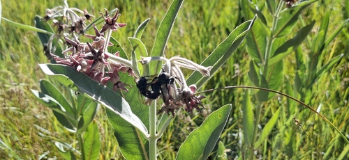 iNaturalist observation photo of Insects