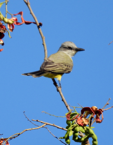 Tropical Kingbird
