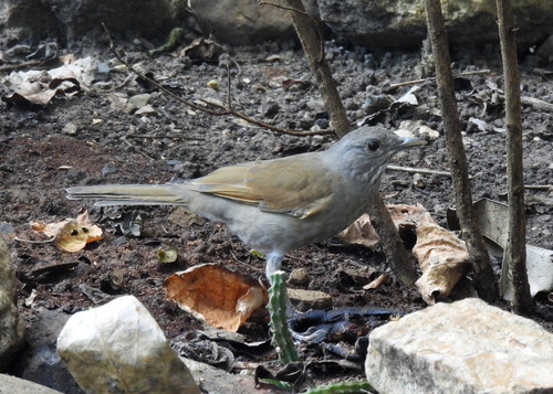 Pale-breasted Thrush